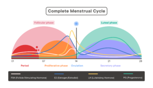menstrual cycle hormones