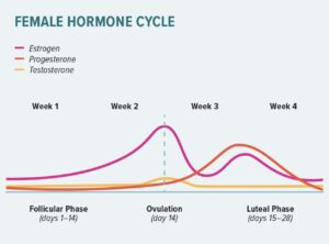 menstrual cycle testosterone