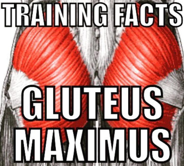 Gluteus Maximus